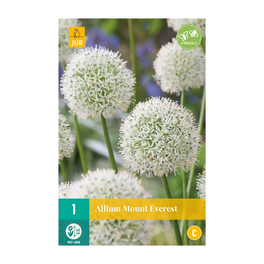 Zierlauch Allium Mount Everest