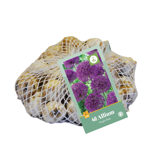 Zierlauch Allium Purple Rain