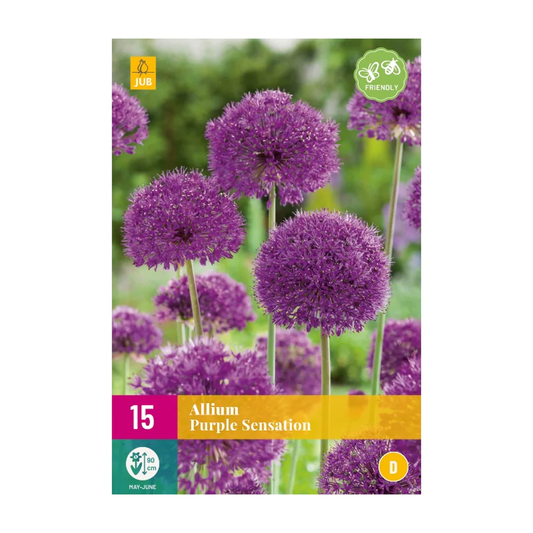 Zierlauch Allium Purple Sensation