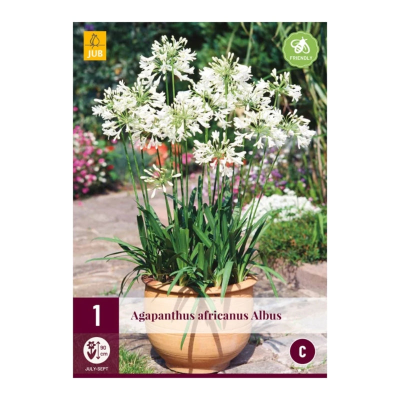 Agapanthus Africanus Albus (Tasche 1 Stück)