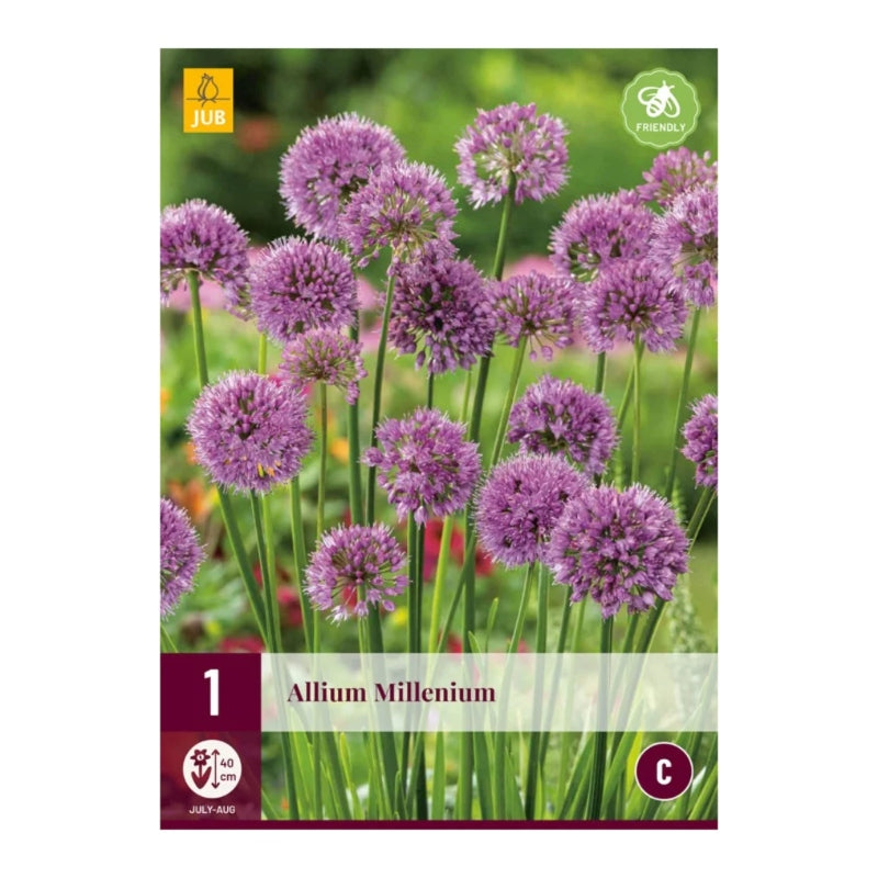 Allium Millenium (Tasche1 Stück)