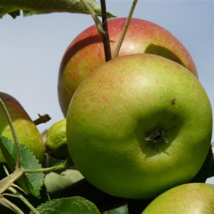 Spalier-Apfelbaum 'Benoni' kaufen