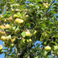 Zwerg-Apfelbaum 'Elstar' (selbstbefruchtend)