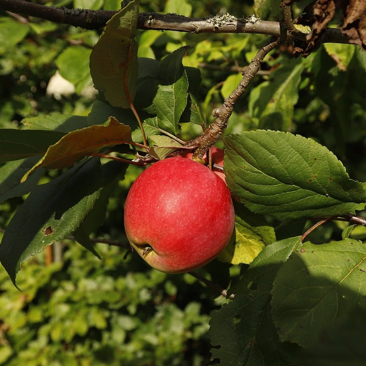 Apfelbaum 'Elstar' Hochstamm (selbstbefruchtend)