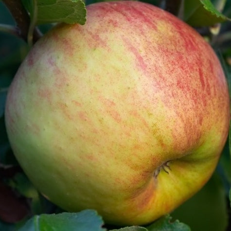 Apfelbaum 'Elstar' Niederstamm (selbstbefruchtend)