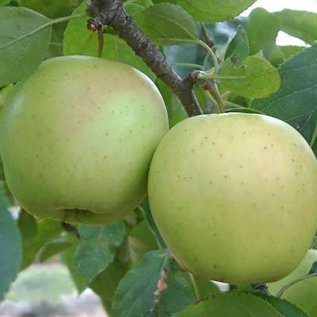 Spalier-Apfelbaum 'Golden Delicious' niedrig
