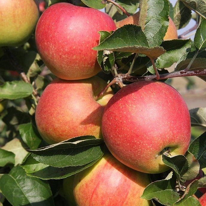 Apfelbaum \'Jonagold\' Hochstamm (selbstbefruchtend) kaufen Malus domestica \'Jonagold\' 