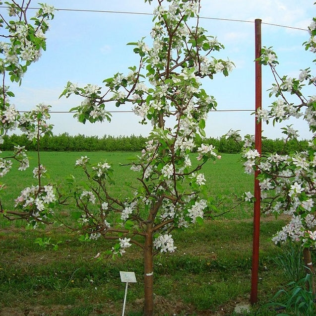 \'Jonagold\' \'Jonagold\' (selbstbefruchtend) kaufen domestica Malus Apfelbaum Hochstamm |