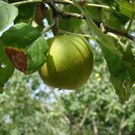 Apfelbaum 'Schöner aus Boskoop' Halbstamm