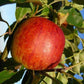 Apfelbaum 'Benoni' Hochstamm (selbstbefruchtend)