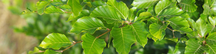 Buchenhecke pflanzen Wann & wie? Gartencenter.de