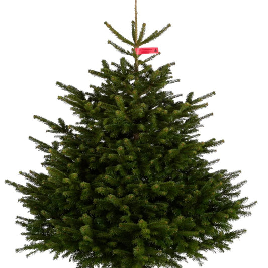 Echte Weihnachtsbäume