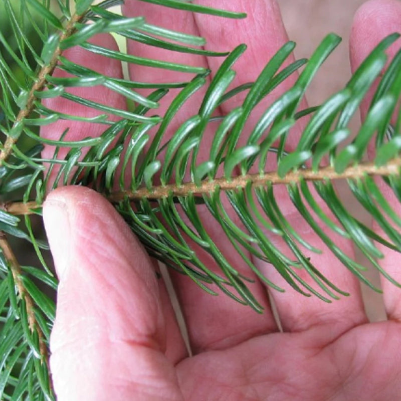NOCH Nordmanntanne 12 Cm – Naturgetreuer Modellbaum Für Dioramen