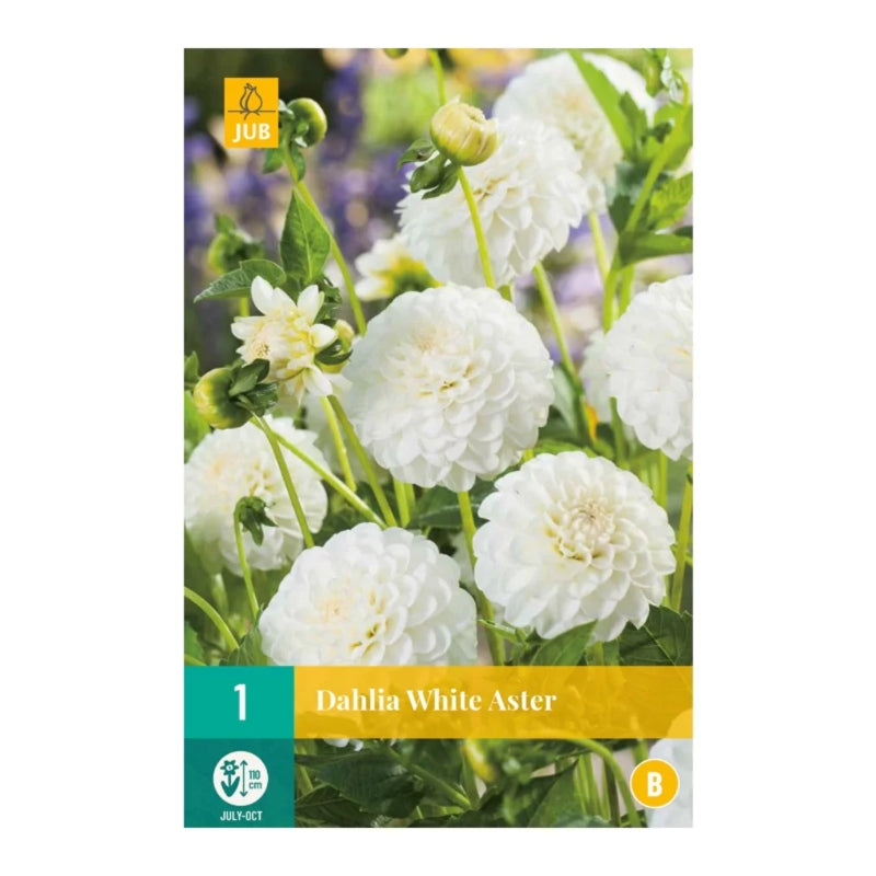 Dahlie White Aster (Tasche 1 Stück)