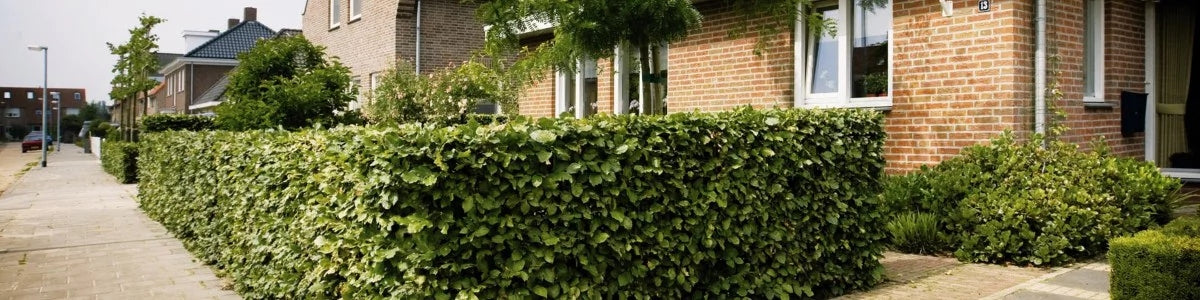 Fertighecke pflanzen in 12 Schritten Gartencenter.de