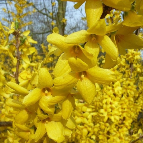 Forsythie 'Spectabilis'