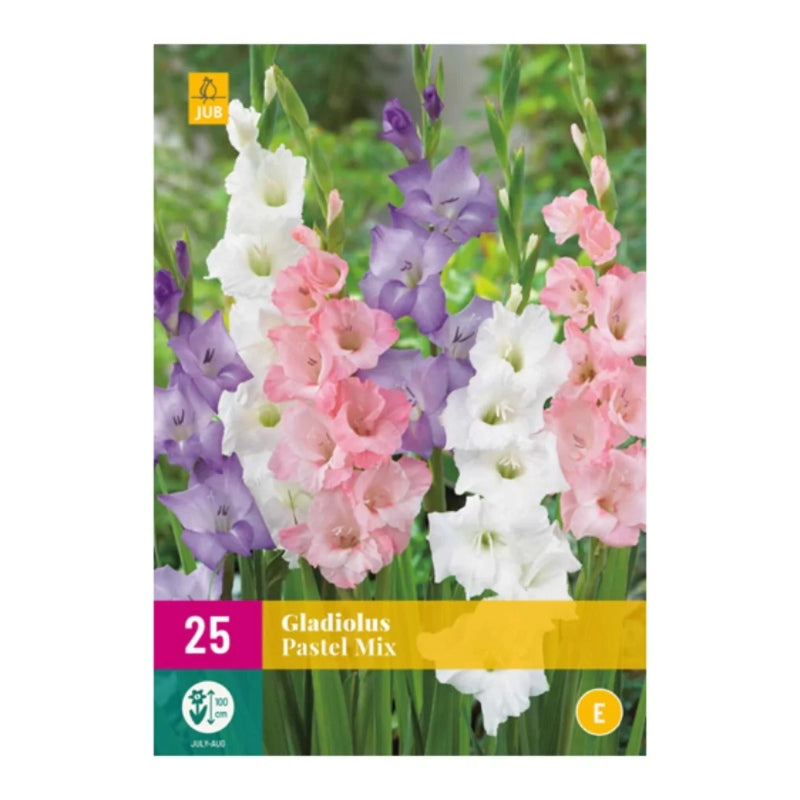 Gladiole Pastel-Mischung (XXL-Tasche 25 Stück)