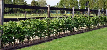 Buchenhecke pflanzen Wann & wie? Gartencenter.de