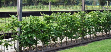 Buchenhecke pflanzen Wann & wie? Gartencenter.de
