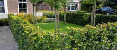 Buchenhecke pflanzen Wann & wie? Gartencenter.de