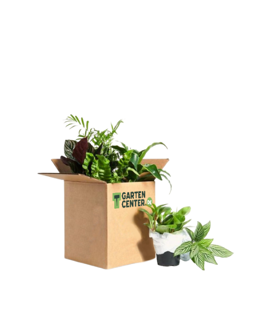 Kleine Box