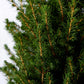 Kleiner Weihnachtsbaum im Topf