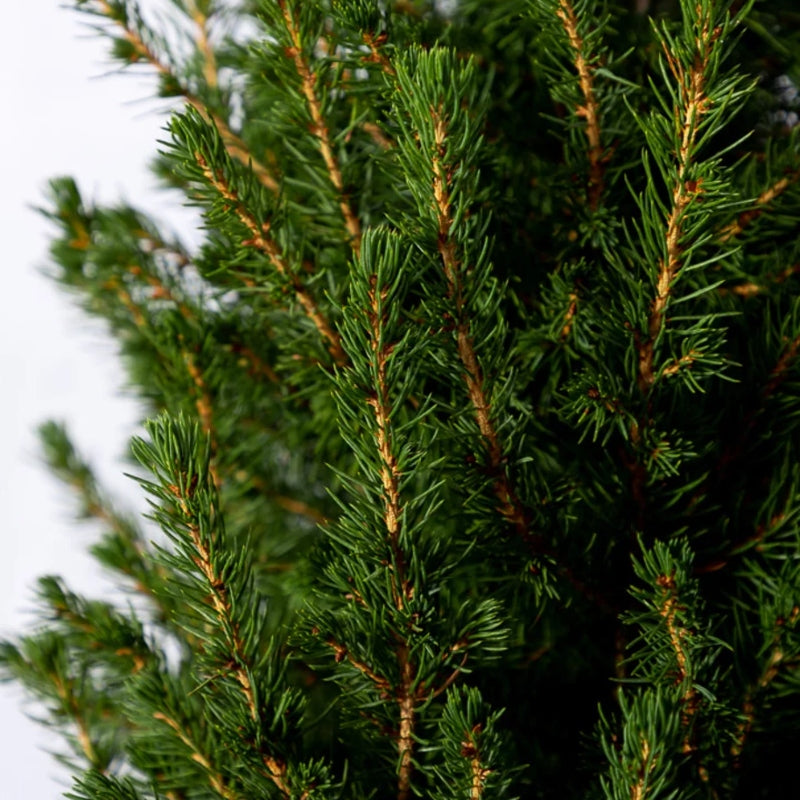 Kleiner Weihnachtsbaum im Topf kaufen
