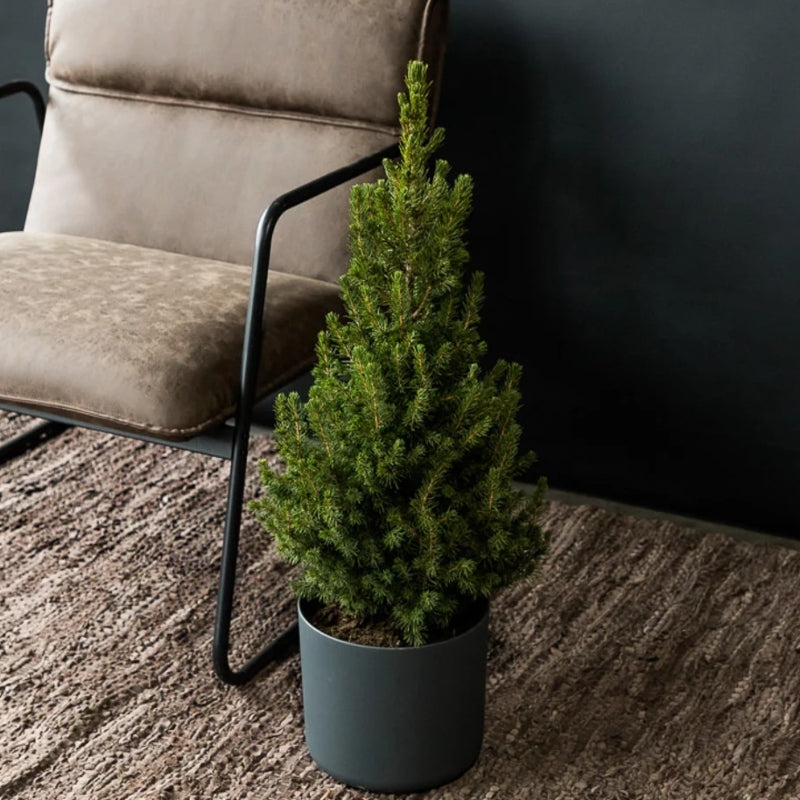 Kleiner Weihnachtsbaum im Topf kaufen