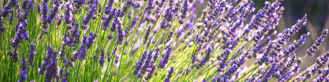 Lavendel richtig pflegen & zurückschneiden So geht‘s!