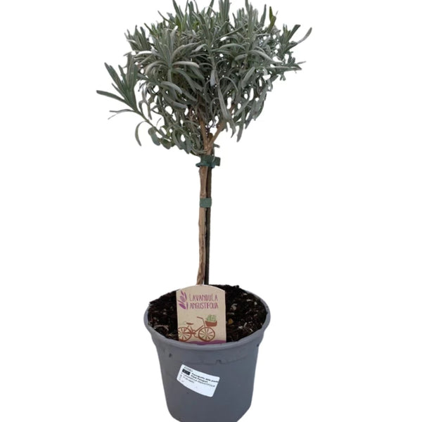 Lavendel Stämmchen kaufen Lavandula angustifolia Gartencenter.de