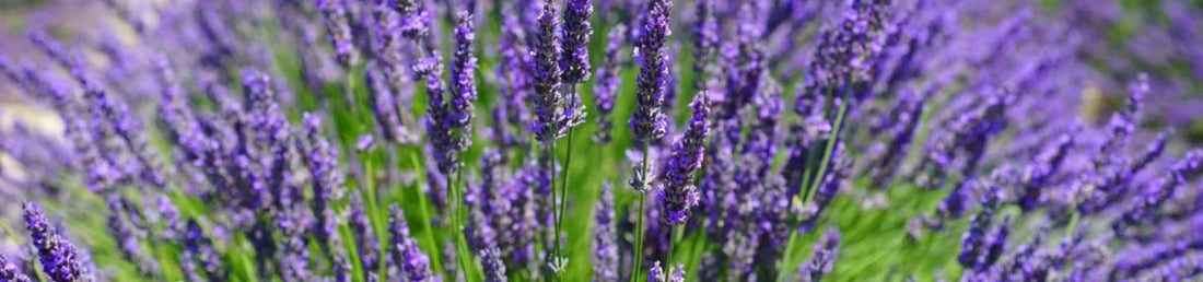 Lavendel richtig pflegen & zurückschneiden So geht‘s!