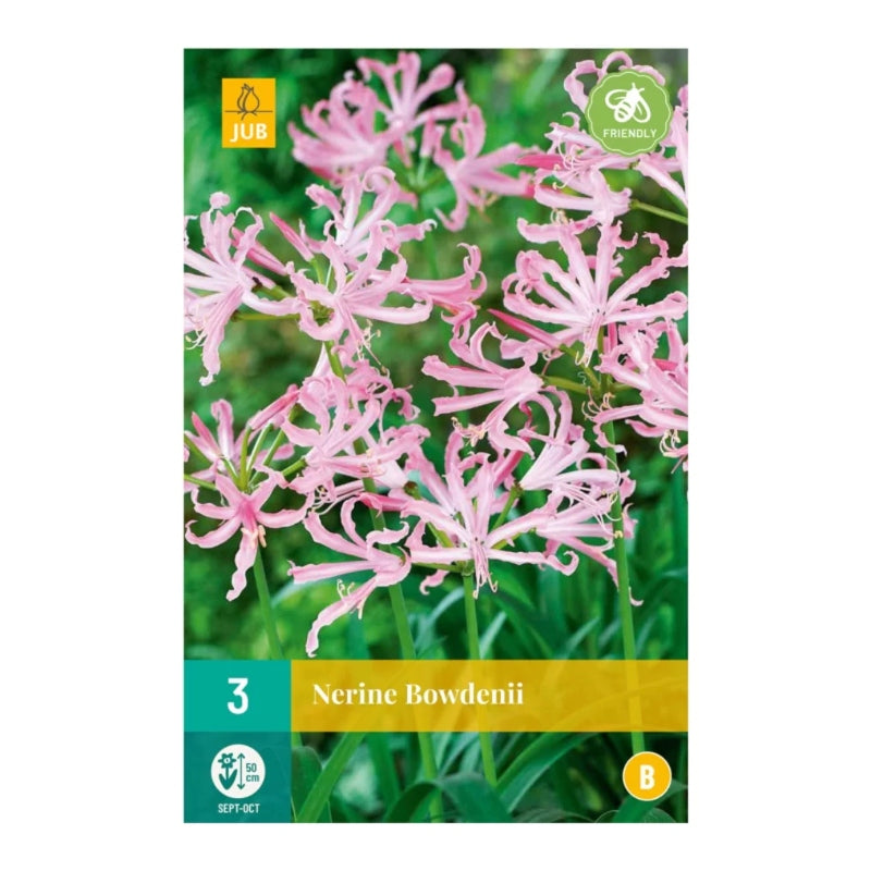 Nerine Bowdenii (Tasche 3 Stück)