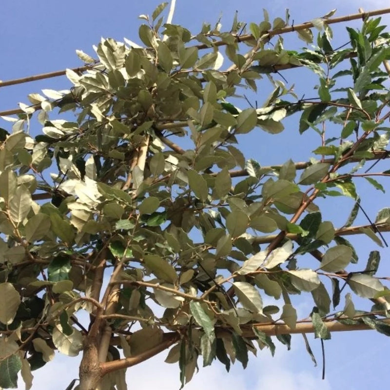 Ölweide Spalierbaum