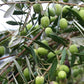 Olivenbaum auf Stamm