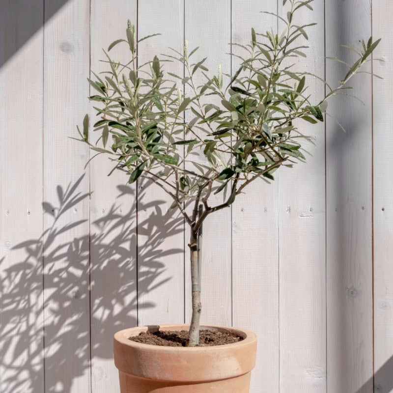 Olivenbaum auf Stamm kaufen | Olea europaea