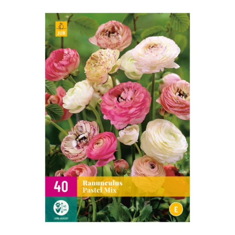 Ranunculus Pastel Mischung  (XXL-Tasche 40 Stück)