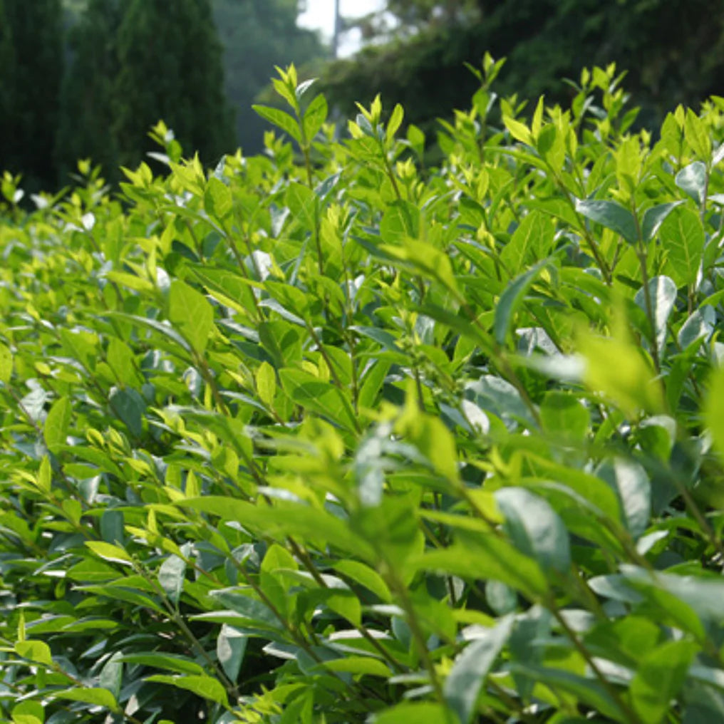 Schwarzgrüner Liguster 'Atrovirens'