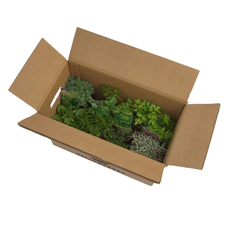Staudenbeet-Paket 'Herb Garden'