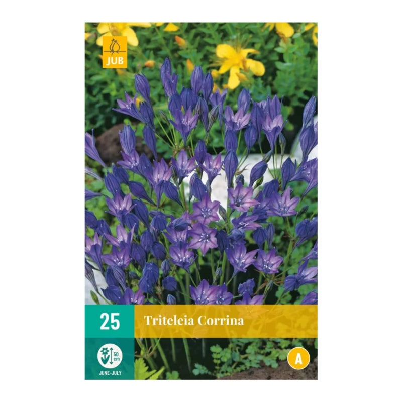 Triteleia Corrina (Tasche 25 Stück)