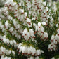 Winterblühende Heide weiß