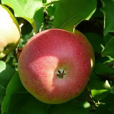 Apfelbaum 'Jonagold' Hochstamm (selbstbefruchtend)