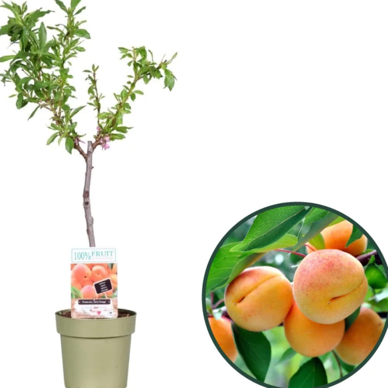 Zwerg-Aprikose (selbstbefruchtend) kaufen | Prunus Armeniaca ... Zwerg-Aprikose (selbstbefruchtend) kaufen | Prunus Armeniaca ...