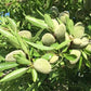 Zwerg-Mandelbaum (selbstbefruchtend)