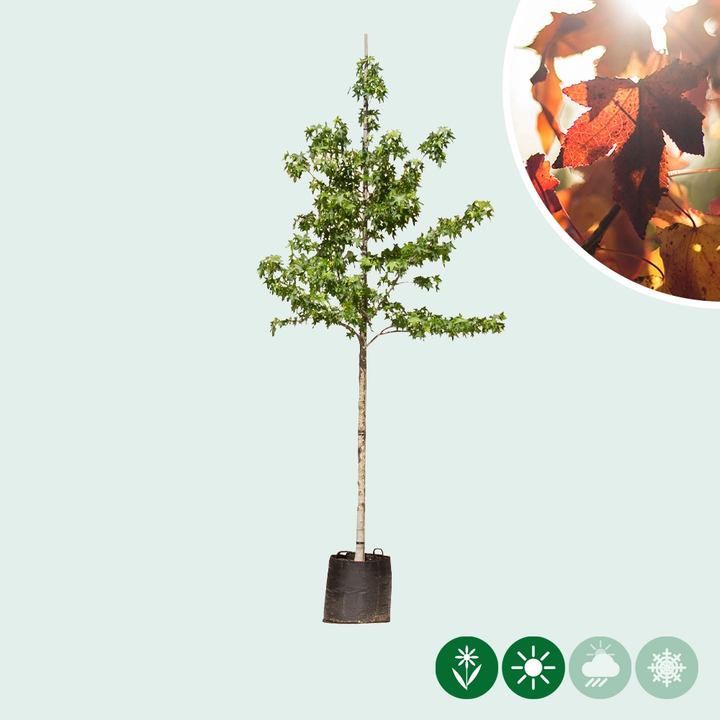 Zierbäume kaufen Günstig & große Auswahl Gartencenter.de