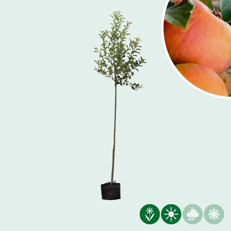 Obstbäume kaufen Günstig & große Auswahl Gartencenter.de