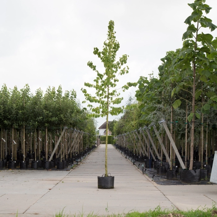 Baum-Hasel kaufen | Corylus corlurna | Gartencenter.de