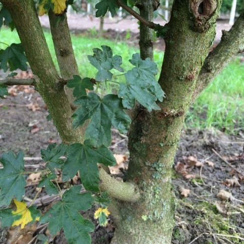 Feldahorn Rinde Feldahorn mehrstämmig kaufen | Acer campestre | Gartencenter.de