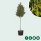 Konifere Excelsa Baum