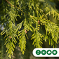 Konifere Excelsa Baum