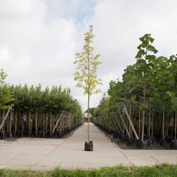 Spitzahorn 'Drummondii' kaufen | Acer platanoides | Gartencenter.de